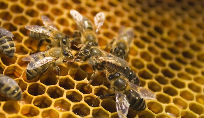 bees-together-aspect-ratio-1000-580